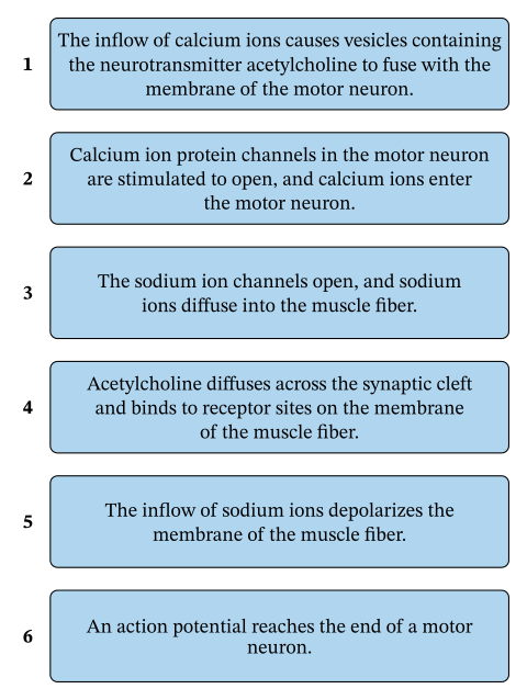 Lesson: Muscle Contraction | Nagwa