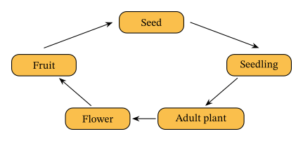 Lesson: The Life Cycle of Flowering Plants: Flowers and Reproduction